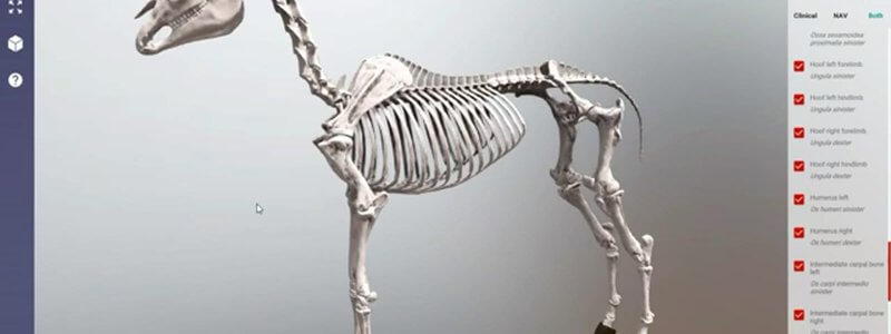 Lateral view of the complete equine skeleton in the IVALA Learn 3D viewer, with the structure list in the side panel