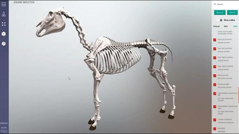 Lateral view of the complete equine skeleton in the IVALA Learn 3D viewer, with the structure list in the side panel