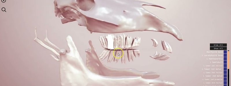 Interactive 3D equine skull model showing teeth and mapped sinus system in the IVALA Learn viewer