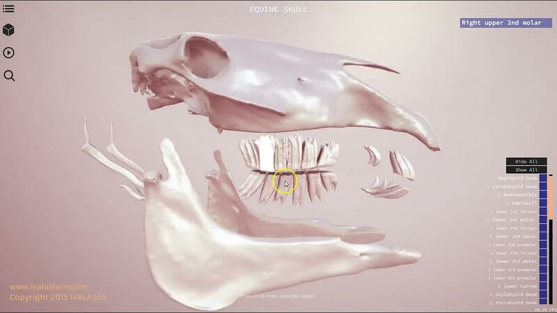 Interactive 3D equine skull model showing teeth and mapped sinus system in the IVALA Learn viewer
