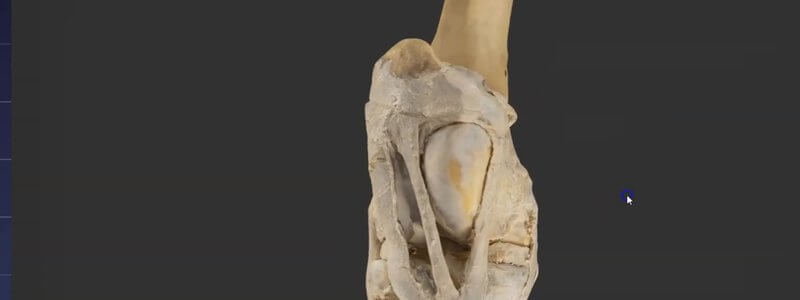 Scanned dissected equine stifle joint in the IVALA Learn 3D viewer, cranial view showing the patella, femur and tibia