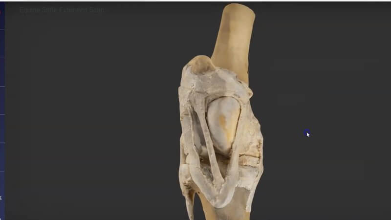 Scanned dissected equine stifle joint in the IVALA Learn 3D viewer, cranial view showing the patella, femur and tibia