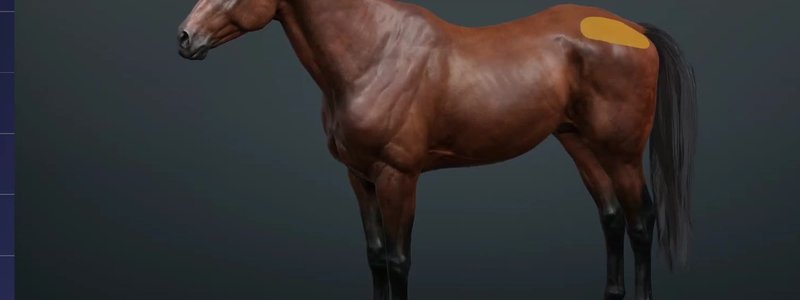 Bay horse in lateral view in the IVALA Learn 3D viewer, with the haunch region highlighted