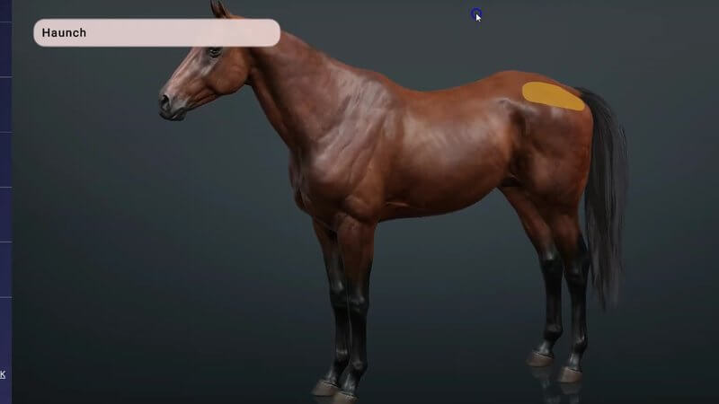 Bay horse in lateral view in the IVALA Learn 3D viewer, with the haunch region highlighted