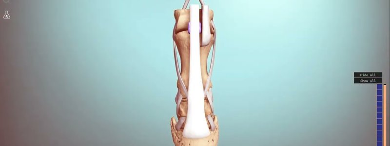 3D equine distal limb showing suspensory ligament, flexor tendons and hoof structures in the IVALA Learn viewer