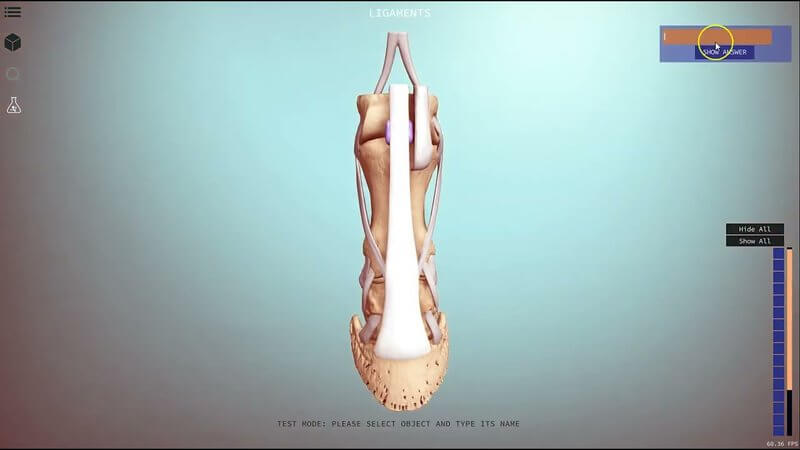 3D equine distal limb showing suspensory ligament, flexor tendons and hoof structures in the IVALA Learn viewer