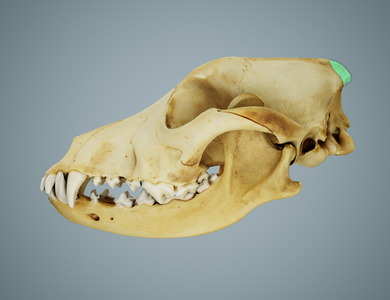 Surface Anatomy Landmarks Canine