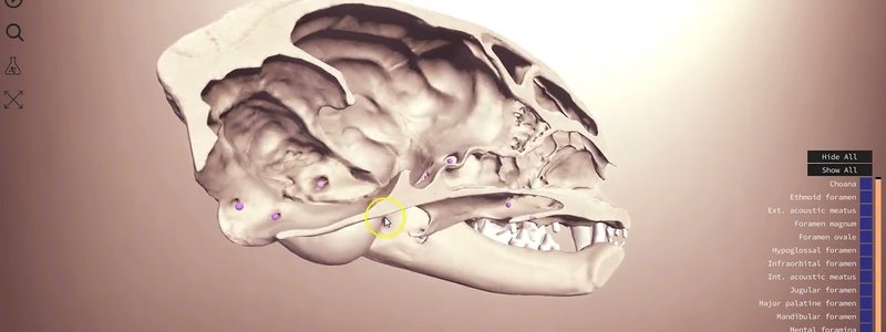 Interactive 3D feline skull showing teeth, bony landmarks and foramina in the IVALA Learn viewer