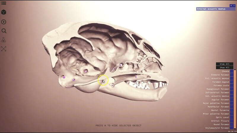 Interactive 3D feline skull showing teeth, bony landmarks and foramina in the IVALA Learn viewer