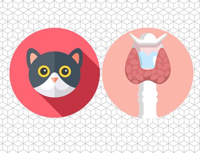 Endocrinology - Feline Hyperthyroidism