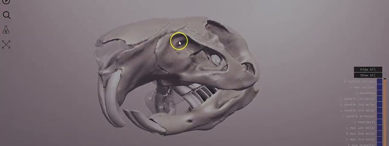 3D guinea pig and chinchilla skull models highlighting tooth relationships for dentistry learning