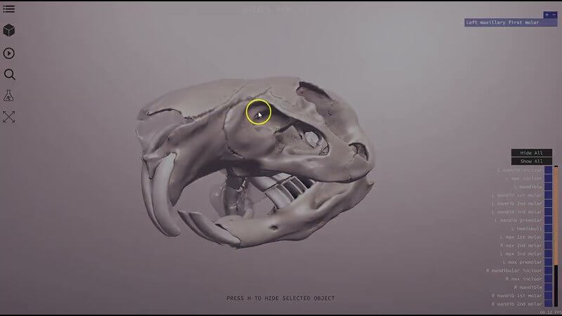 3D guinea pig and chinchilla skull models highlighting tooth relationships for dentistry learning