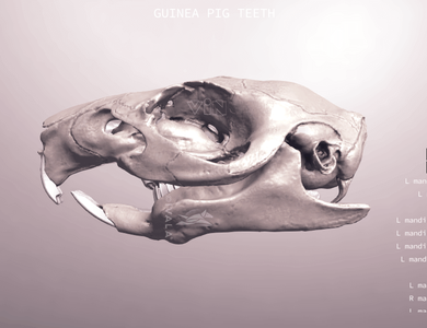 Canine skull from the side