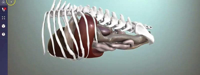 IVALA Learn 3D anatomy viewer interface showing left toolbar, object list, search and Test Yourself controls
