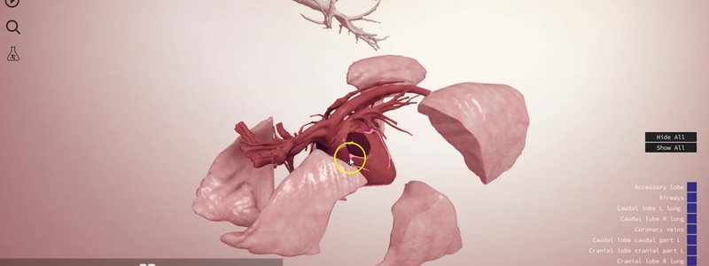 Early IVALA 3D Lung Fields scene showing canine lung lobes, airways and the heart with its coronary arteries