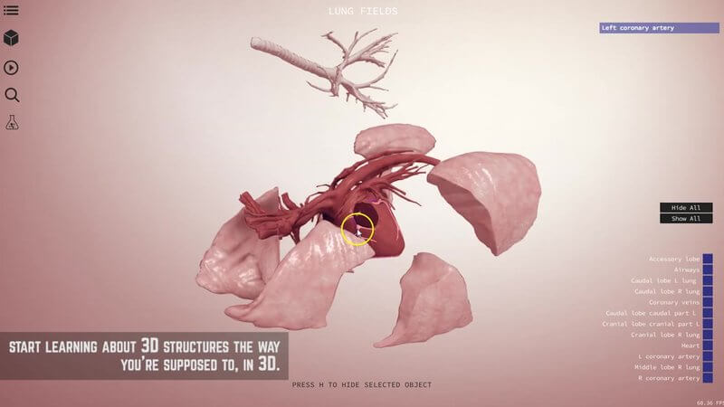 Early IVALA 3D Lung Fields scene showing canine lung lobes, airways and the heart with its coronary arteries
