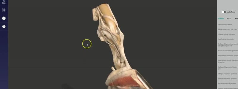 IVALA 3D anatomy Superproject showing an equine distal limb opened from the nested species menu