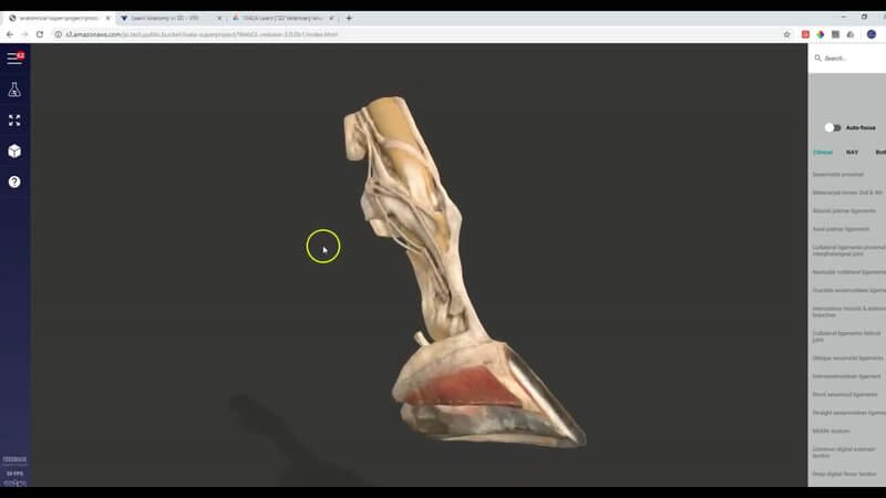 IVALA 3D anatomy Superproject showing an equine distal limb opened from the nested species menu