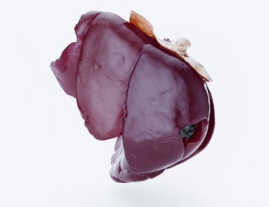 Canine skull from the side