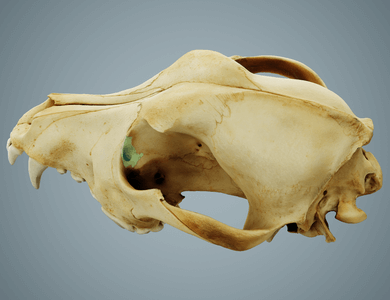 Canine skull anatomy
