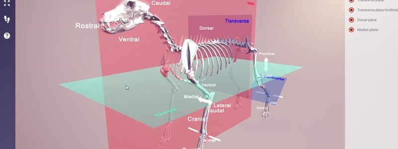 Dog skeleton in the IVALA Learn 3D viewer with coloured anatomical planes and directional labels such as dorsal, cranial and caudal
