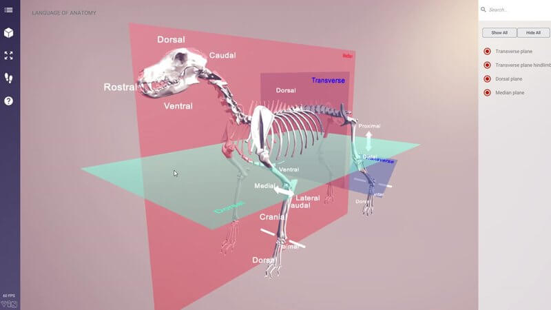 Dog skeleton in the IVALA Learn 3D viewer with coloured anatomical planes and directional labels such as dorsal, cranial and caudal