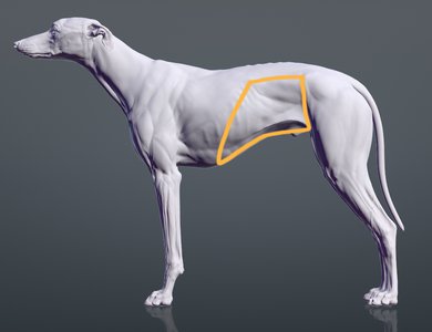 Canine abdominal anatomy