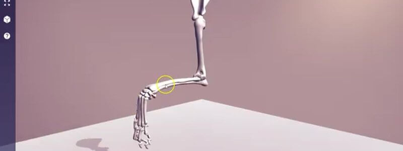 3D skeletal limb in the IVALA Learn viewer animating a limb movement term from the Language of Anatomy module