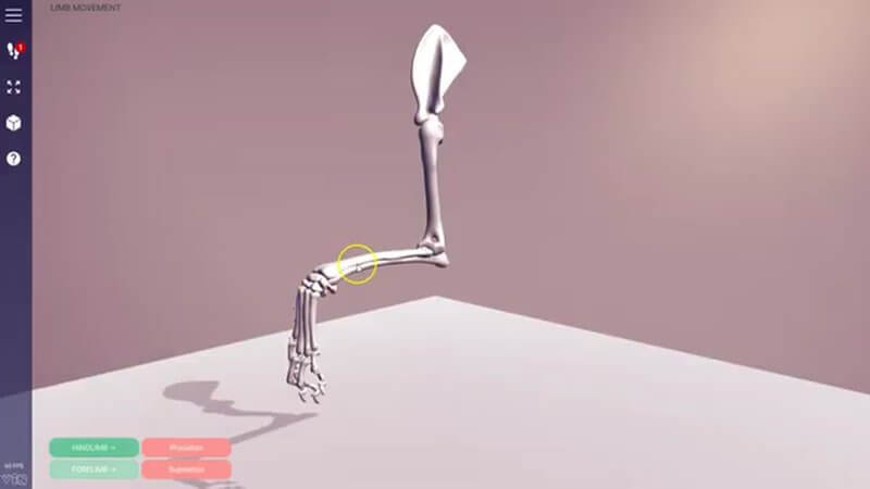3D skeletal limb in the IVALA Learn viewer animating a limb movement term from the Language of Anatomy module