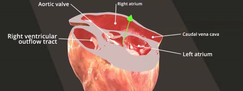 Section through the canine heart in the IVALA Learn 3D viewer with live labels for the aortic valve, right atrium, left atrium and right ventricular outflow tract