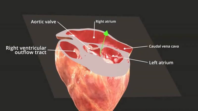 Section through the canine heart in the IVALA Learn 3D viewer with live labels for the aortic valve, right atrium, left atrium and right ventricular outflow tract