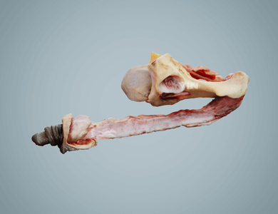 Canine skull from the side