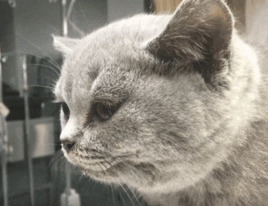 Neurology case videos - seizure disorders