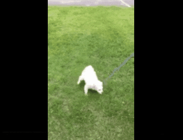 Neurology case videos - abnormal gaits