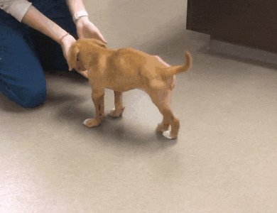 Neurology case videos - weird and wonderful