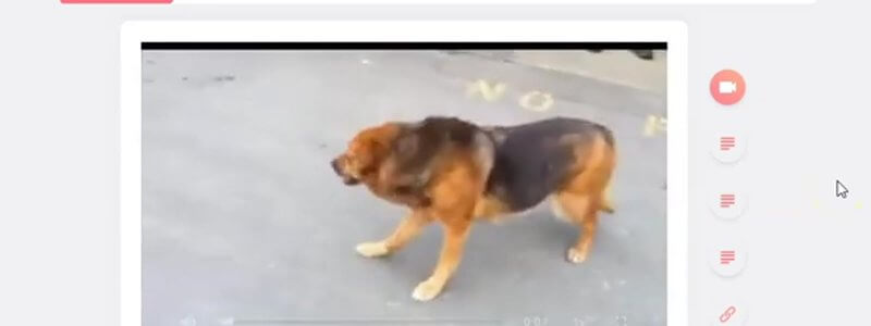 Video of a dog walking with an abnormal gait on a flashcard in the IVALA Learn neurology case videos deck