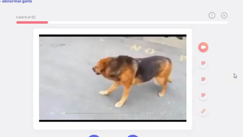 Video of a dog walking with an abnormal gait on a flashcard in the IVALA Learn neurology case videos deck