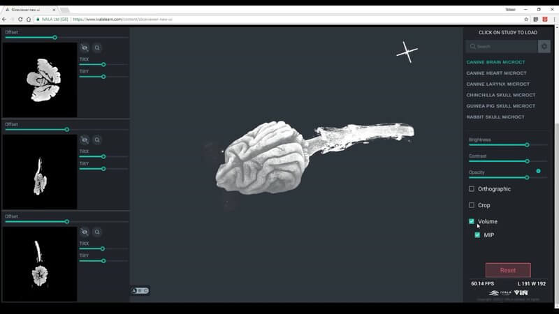 Browser-based veterinary imaging viewer showing a volume-rendered canine brain microCT study with 2D slice panels