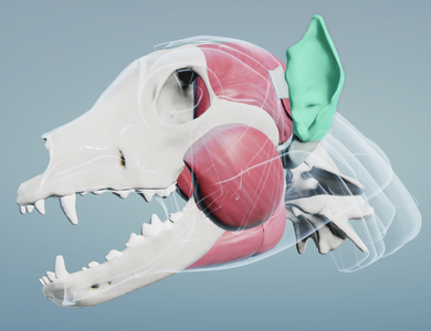 Canine head & neck anatomy