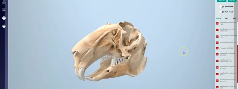 Interactive 3D rabbit skull showing the incisors and cheek teeth in the IVALA Learn Superproject
