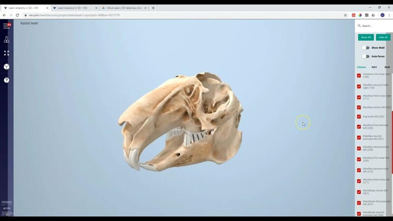 Interactive 3D rabbit skull showing the incisors and cheek teeth in the IVALA Learn Superproject