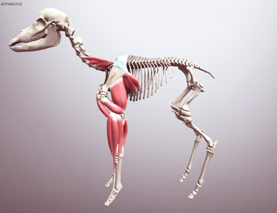 Canine skull from the side