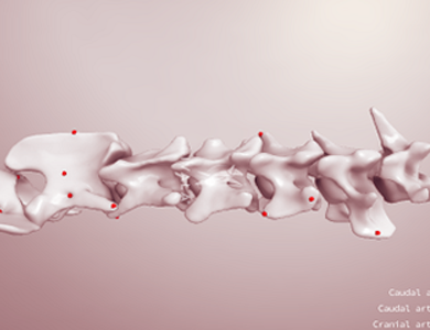 Canine skull from the side