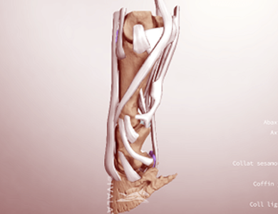 Canine skull from the side