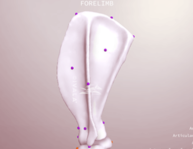 Canine skull from the side