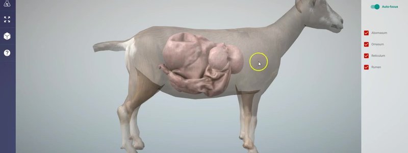 3D goat with the four ruminant stomachs shown in position inside a translucent body outline