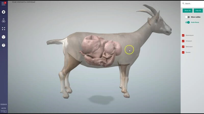 3D goat with the four ruminant stomachs shown in position inside a translucent body outline