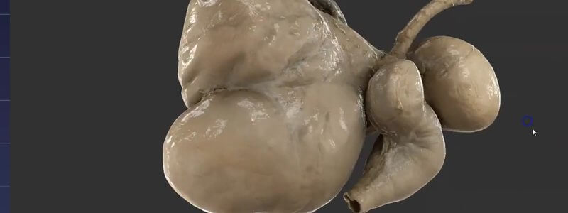 Scanned ruminant stomachs from a real specimen in the IVALA Learn 3D viewer, showing the rumen, reticulum, omasum and abomasum