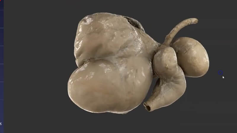 Scanned ruminant stomachs from a real specimen in the IVALA Learn 3D viewer, showing the rumen, reticulum, omasum and abomasum
