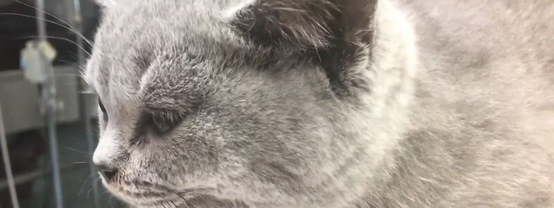 Video of a grey British Shorthair kitten from a real case in the IVALA Learn seizure disorders flashcard deck